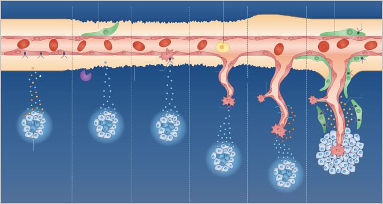 How New Blood Vessels Extend through Angiogenesis