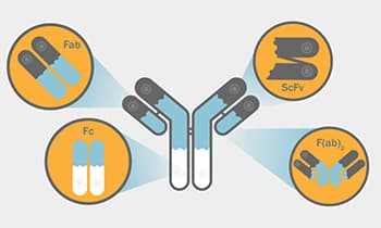 Utilize the expertise of Bio-Techne’s Custom Antibody Services team to convert your existing antibody to a recombinant antibody.