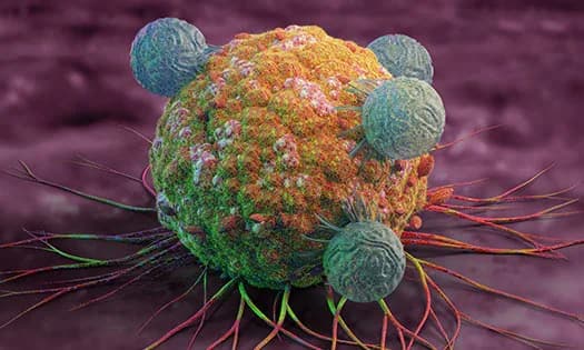 immune cells attack cancer cell