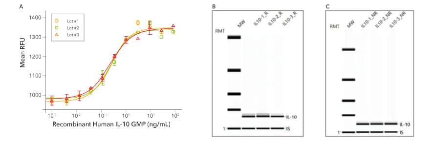 Activity, lot-to-lot consistency, and purity testing of R&D Systems GMP IL-10 protein