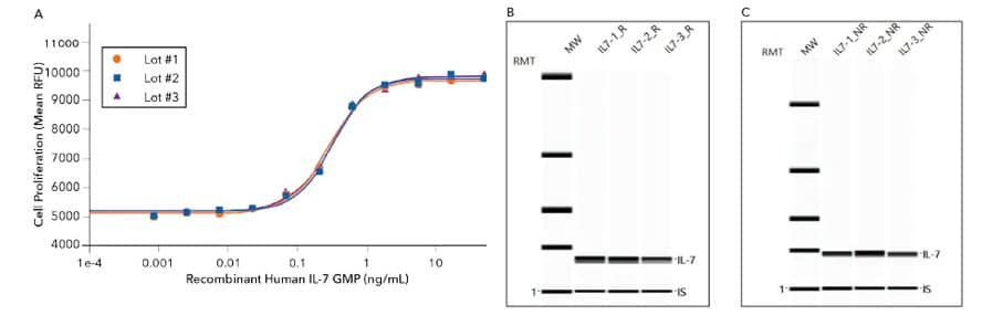 GMP IL-7 Consistency Data