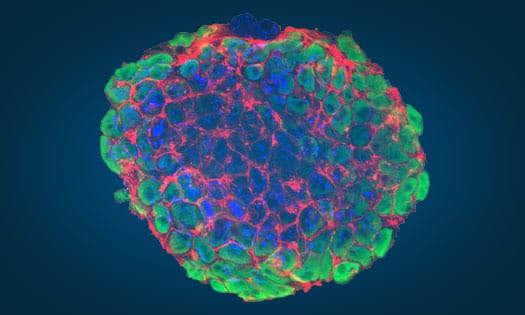 Image of the cover of the Bio-Techne Embryonic and Induced Pluripotent Stem Cell Workflow Solutions Guide