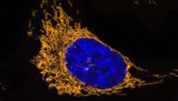 Bright blue and orange mitochondria stained with MitoBrilliant, a fluorescent probe that harnesses Janelia Fluor dye technology