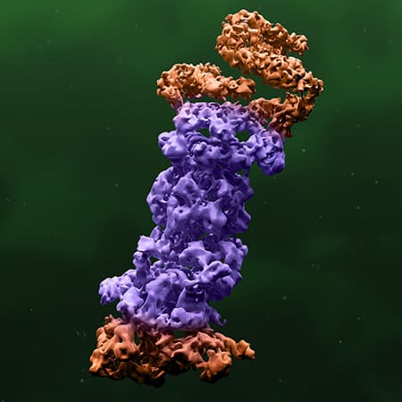 Ubiquitin-Related Enzymes