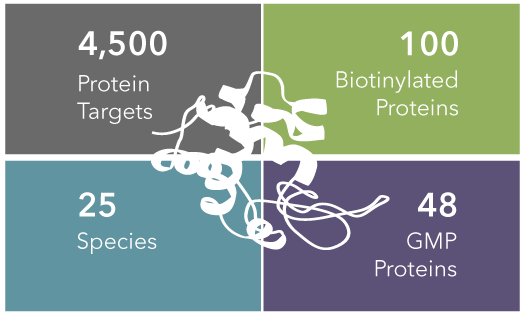 Diagram showing the number of standard, biotinylated, and GMP R&D Systems catalog proteins from that are available from Bio-Techne 