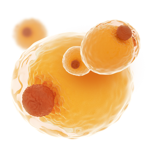 Metabolism Adipocyte Cell Hero Image