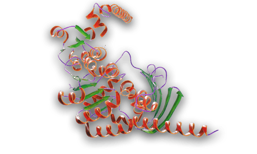 Ribbon structure of a recombinant protein