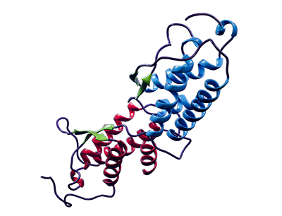 3-D illustration of a protein ribbon structure