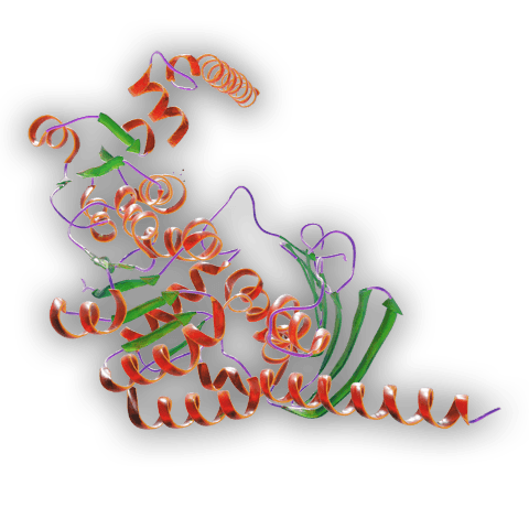 animal-free GMP cytokine structure