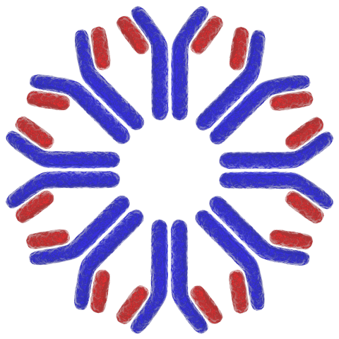 GMP Antibodies