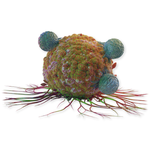 Immuno-oncology research cell molecule