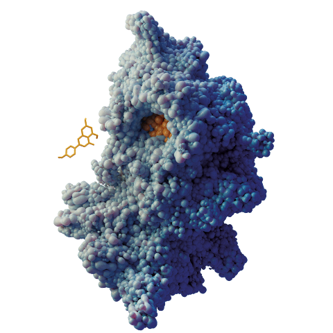 Kinase with molecule