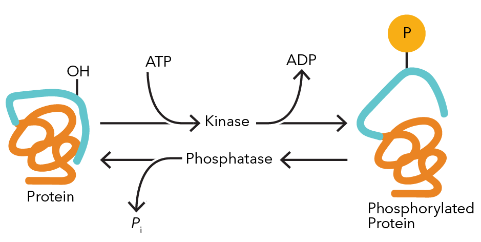 Kinases Phosphatases Illustration