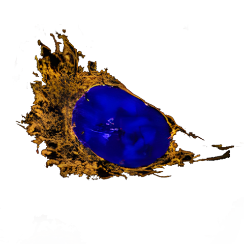 Brilliant blue and orange cell stained with MitoBrilliant dye