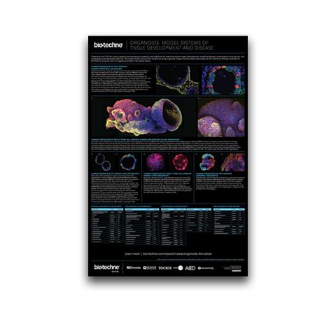 Snapshot of the new organoid wall poster