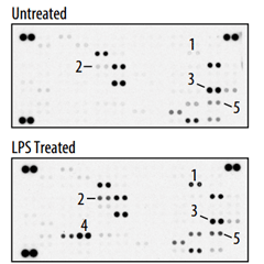 2.	Use the Proteome Profiler Antibody Array to measure LPS stimulated changes in mouse intracellular or extracellular proteins.