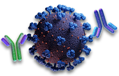 Antibodies for SARS-CoV-2 Detection