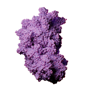 Magnified 3D purple image of a protein molecule on a blue background. 