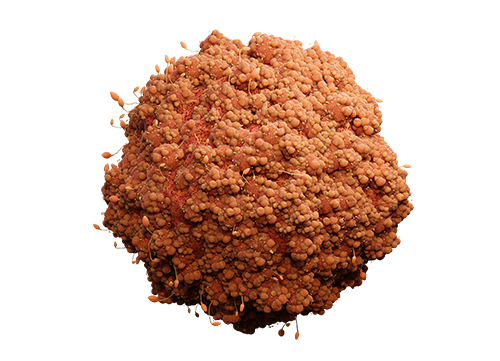 3d rendering of cancer cell